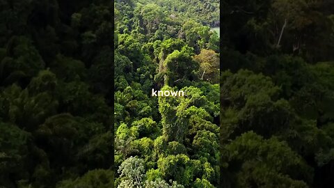 Amazon Rainforest: Unveiling the Lungs of the Earth