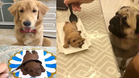 Funny Dog Reaction to Cutting Dog Cake Part 2
