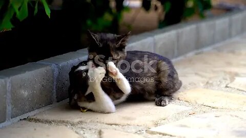 cat fight on the beach