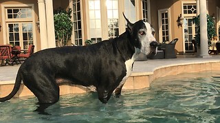 Funny Great Dane Goes for a Swim