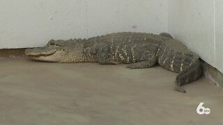 'This is Nampa, not Tampa': Nampa Police help Idaho Fish and Game with 6' alligator 🐊