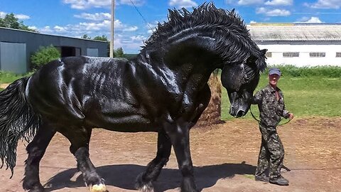 Most Powerful Horse Breed in the world🤩😍😘