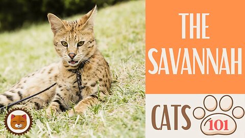 🐱 Cats 101 🐱 SAVANNAH CAT - Top Cat Facts about the SAVANNAH