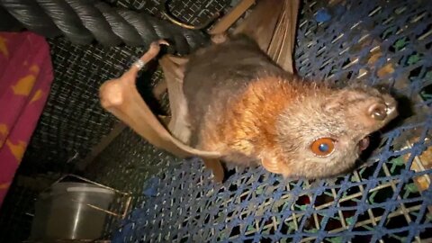 A Very Cute Bat Who Whistles And Chirps - Meet Meep In Mandi's Bat Aviary
