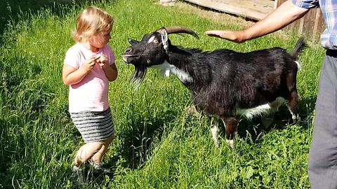 Little Polish Girl Fears Feeding Goat
