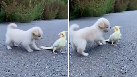Puppy vs Cockatiel Bird - Funny Cute Dog vs Parrot