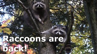 Raccoons hanging out on an Autumn afternoon