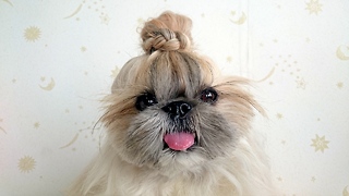 Hairstyle Dog: Fashionable Pooch Becomes Instagram Sensation