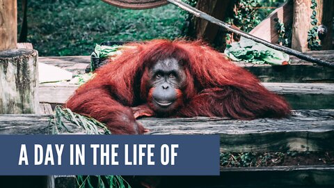 A Day in the Life of Working with Orangutans in Borneo
