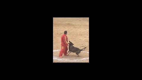 _Police dog training----