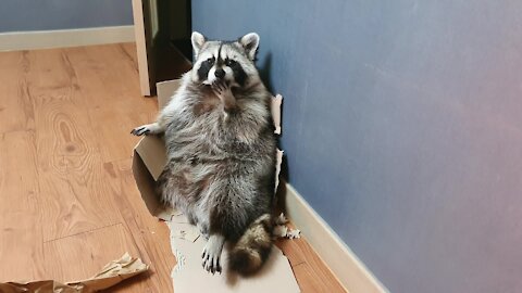 Raccoon turns empty box into his own personal armchair