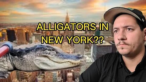 Alligator found in NEW YORK park??