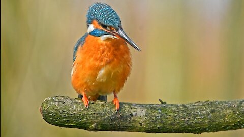 Kingfisher catching a fish