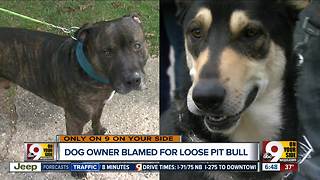 I-Team: Dog accused of biting neighbor, other dog