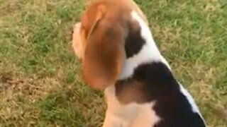 Beagle nasceu com cão desenhado no pelo!
