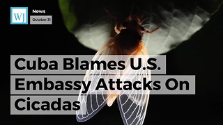 Cuba Blames U.S. Embassy Attacks On Cicadas
