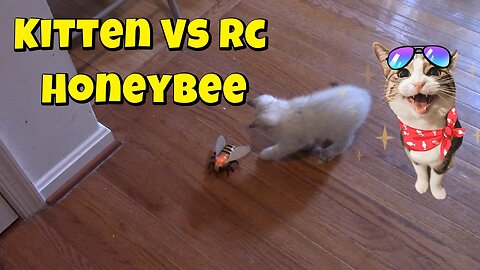 Kitten Vs RC Honeybee! 🐝😺