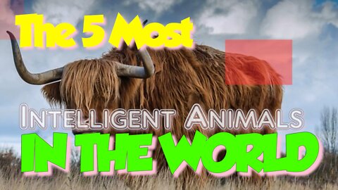 The 5 Most Intelligent Animals in the World