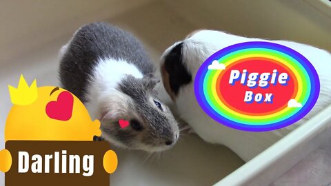 Piggie Box Unboxing January 2022 💗