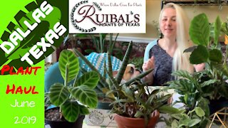 PLANT HAUL | JUNE 2019 | RUIBALS PLANTS OF TEXAS REVIEW
