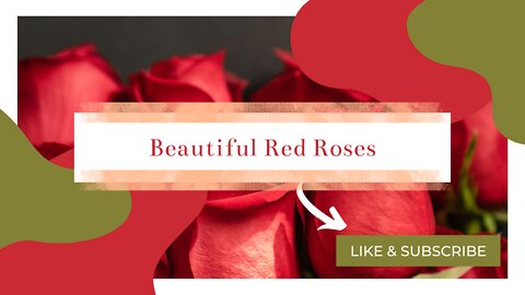Beautiful Red Roses 🌹🌹