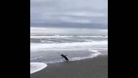 Releasing Rescued Penguin