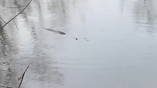 Man captures video of mystery animal in Akron turtle pond