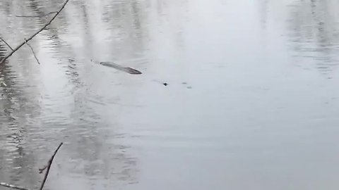 Man captures video of mystery animal in Akron turtle pond