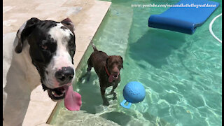 Water Loving GSP Pointer Gives Great Dane A Swimming Lesson