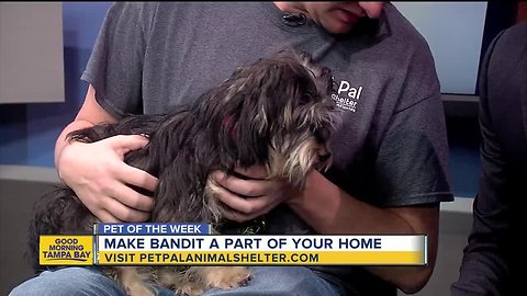 Pet of the week: Bandit