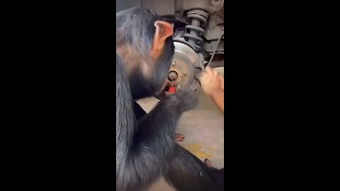 Chimpanzee can be a mechanic