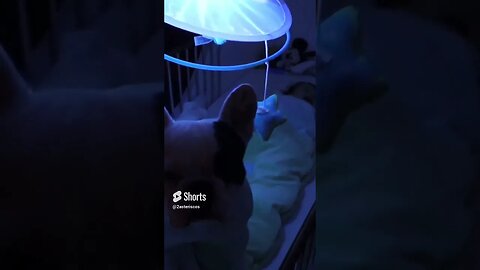 French Bulldog Puts Baby to Sleep