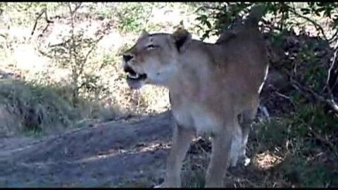 BATTLE: Lions vs. Leopard, Impala in the Tree, Roaring