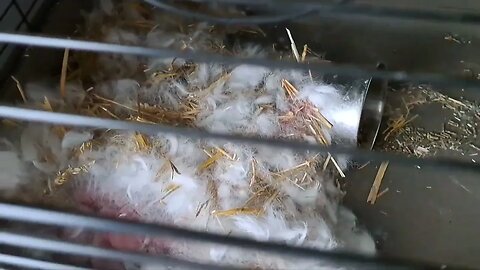 Nesting behaviour to baby kits born. Baby Bunnies Cute Rabbits nurturing New Zealand White