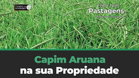 Capim Aruana na Propriedade é boa opção? Confira em Foco nas Pastagens