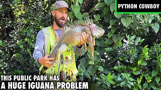 I Was Hired By A Public Park To Take Out These Massive Iguanas
