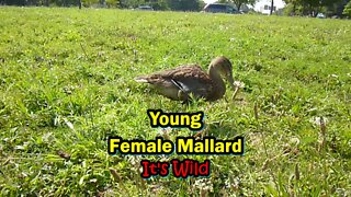 Young Female Mallard Duck