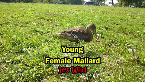 Young Female Mallard Duck