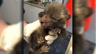 Cute Fox Cubs Rescued By Wildlife Charity