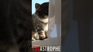 #CATASTROPHE - Window Sill Kitten