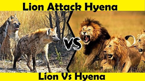 Lion Attack Hyena. Lion Vs Hyena Fight. (Tutorial Video)
