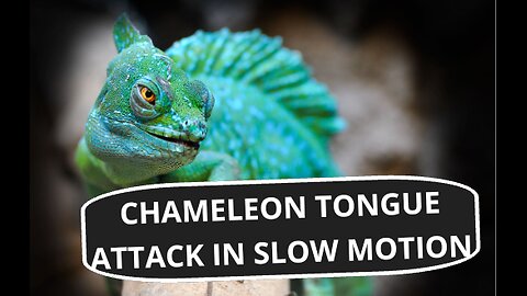Chameleon Tongue Attack in Slow Motion