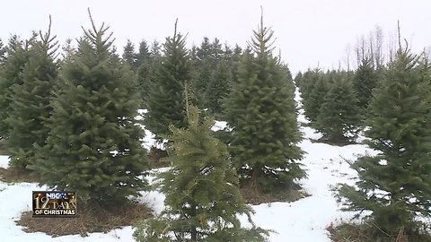 Christmas tree family farm
