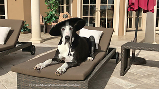 Beautiful Great Dane Relaxes on the Lounger in her Sun Hat