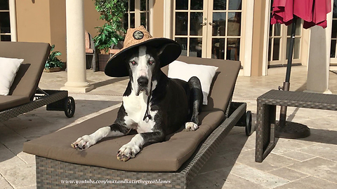 Beautiful Great Dane Relaxes on the Lounger in her Sun Hat
