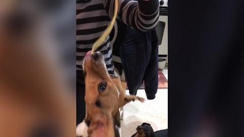 "Funny Beagle Dog Eats Spaghetti"