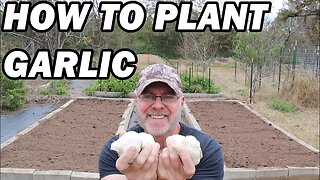 How to plant garlic in raised beds