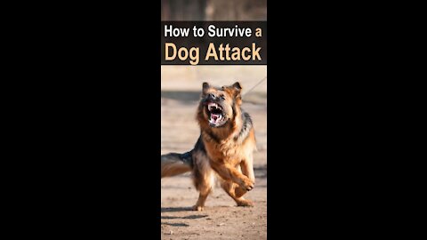 How To Defend Yourself Against A Dog Attack (STEP-BY-STEP)