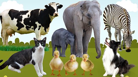 Farm animal moments- Horse, Zebra, Cow, Chicken, Elephant, Pig, Duck, Cat, Sheep - animal sounds