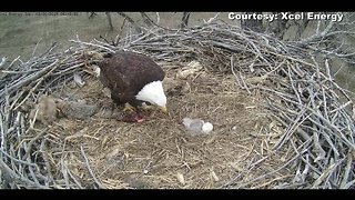Watch: Mother eagle feeds eaglets on Xcel Energy's Platteville eagle cam